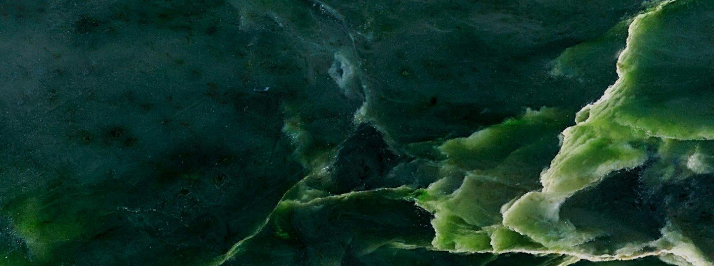 Te Pūkenga 蕨类植物